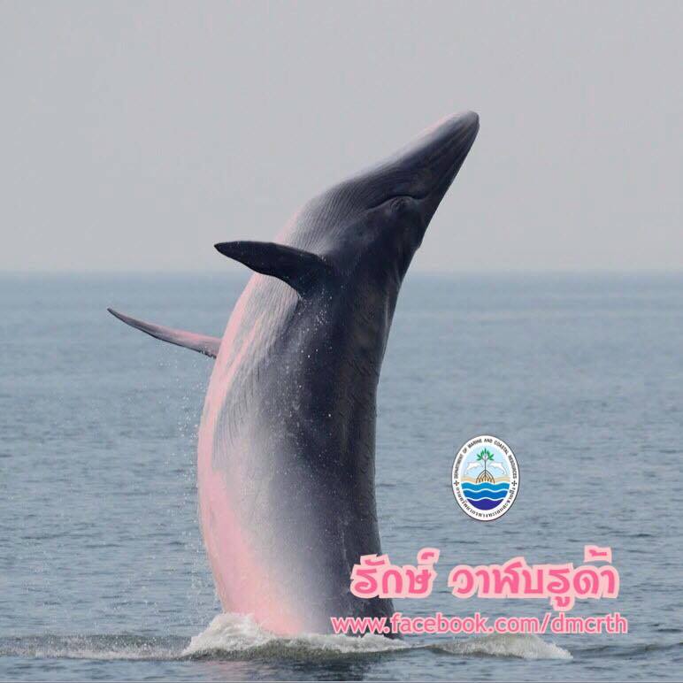 สวัสดี พี่น้องเครือข่ายรักษ์ทะเลไทย