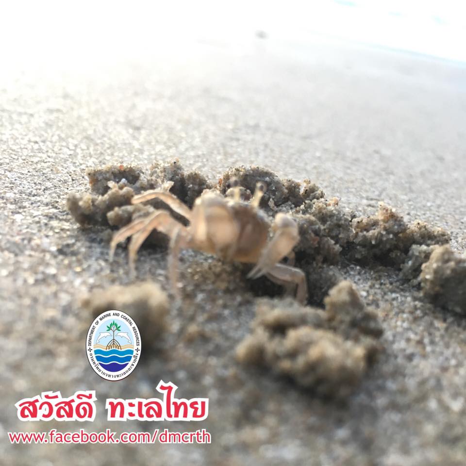 สวัสดี พี่น้องเครือข่ายรักษ์ทะเลไทย