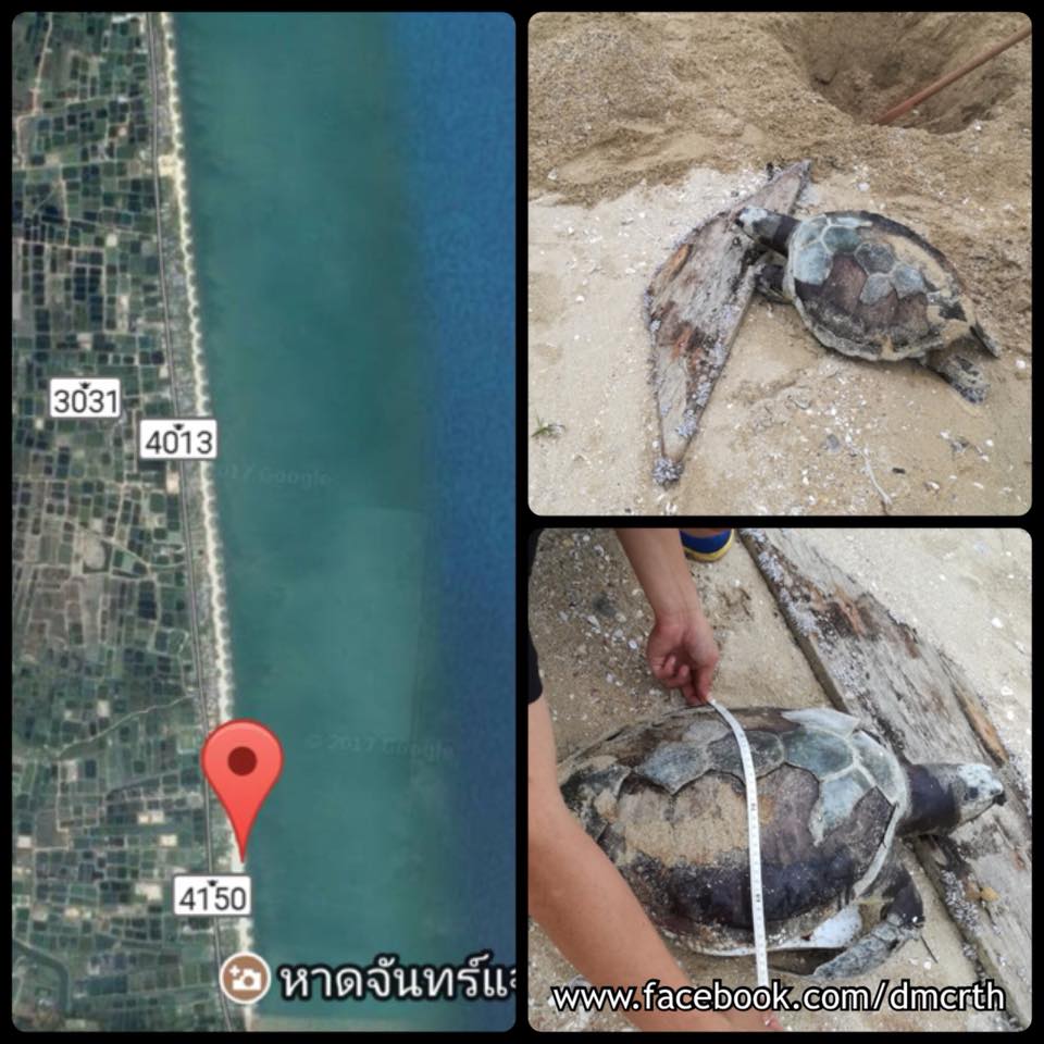 พบซากเต่าตนุ หาดจันทร์แจ้ง ทะเลหัวไทร