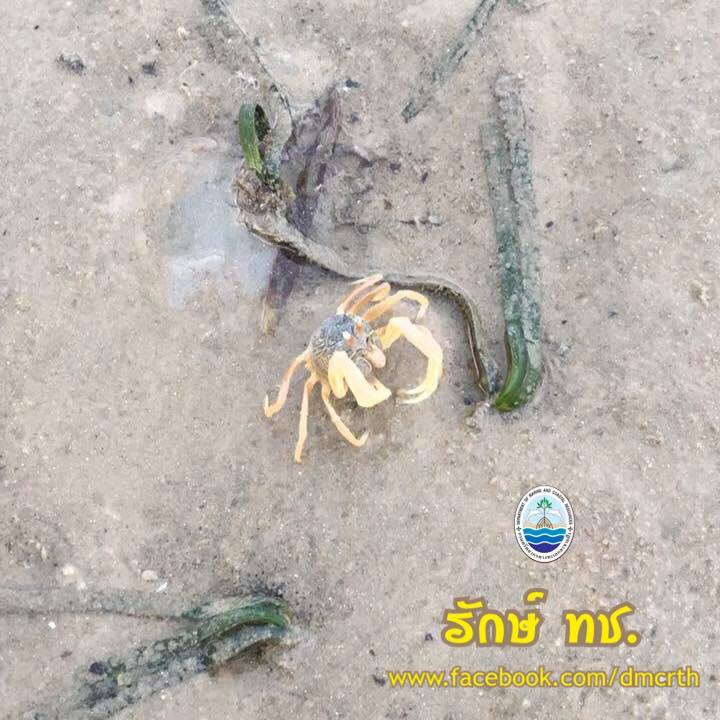 สวัสดี พี่น้องเครือข่ายรักษ์ทะเลไทย
