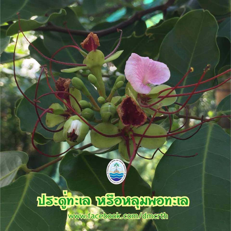 สวัสดี พี่น้องเครือข่ายรักษ์ทะเลไทย