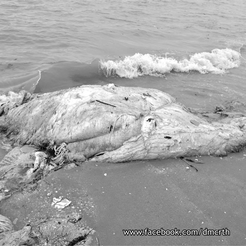 สลด คลื่นลมแรง พาลูกวาฬพลัดหลงแม่ เกยหาดอีกที่ไชยา