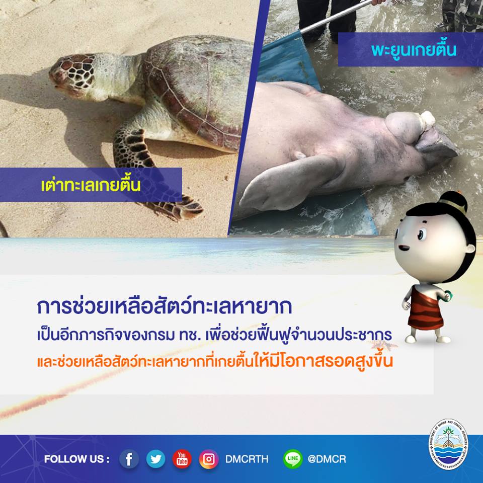ปัญหาสัตว์ทะเลหายากเกยตื้น คุณช่วยพวกเขาได้