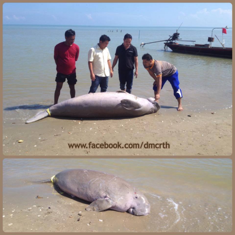 เศร้าใจ นานๆ พบพะยูนสักที แต่เป็นซากในเขตทะเลไชยา