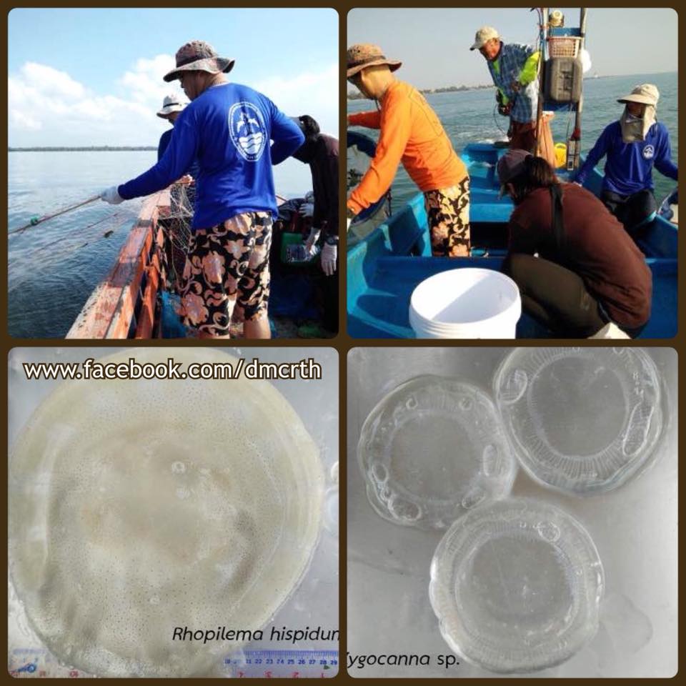 ผลสำรวจแมงกะพรุนบริเวณชายฝั่งอ่าวไทยตอนบน