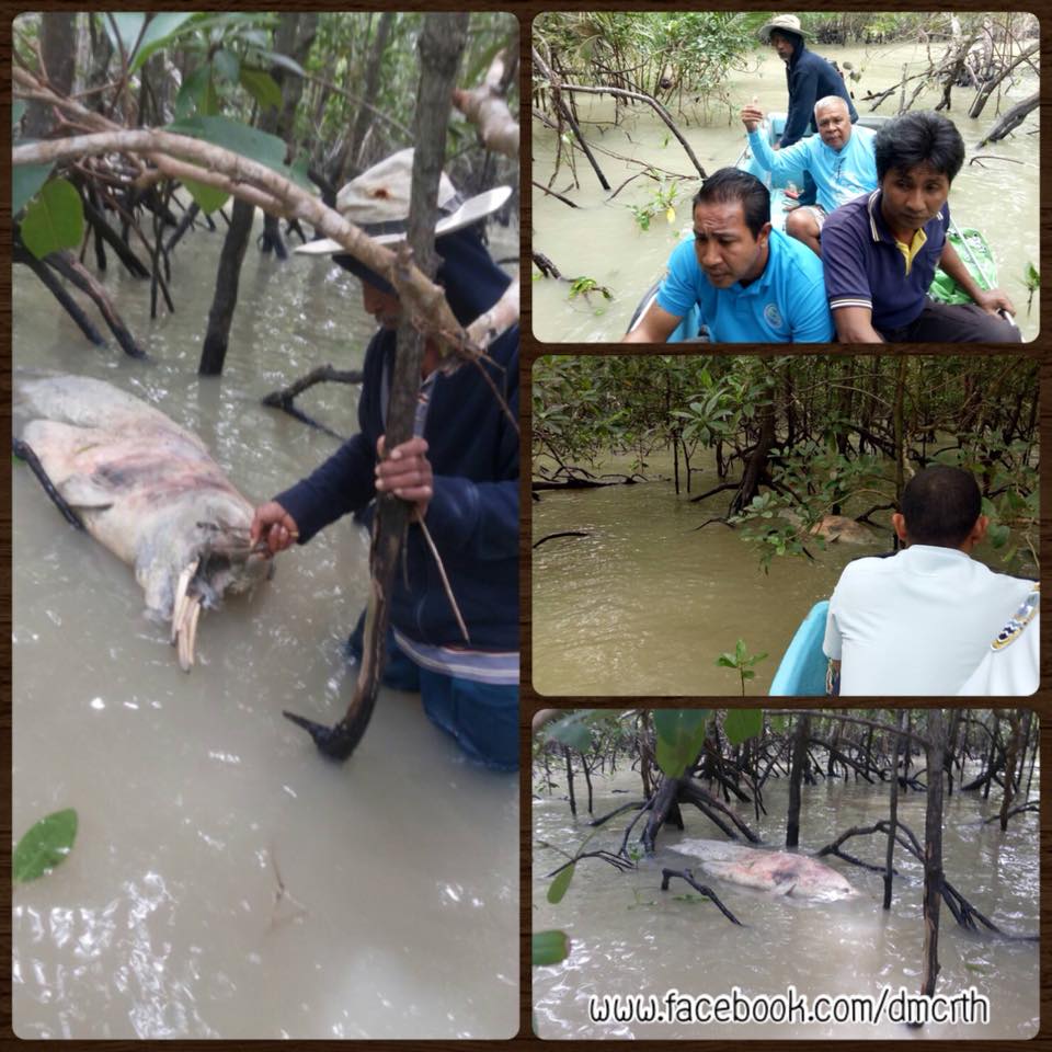 พบซากโลมาหลังโหนก ลอยติดป่าชายเลนเขตกาญจนดิษฐ์