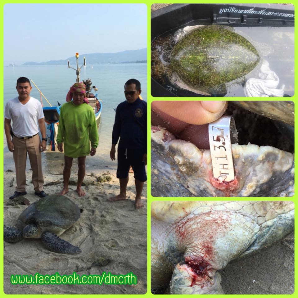 ขอบคุณพี่ทหารเรือ ช่วยแม่เต่าตนุติดลอบปูรอดจมน้ำ
