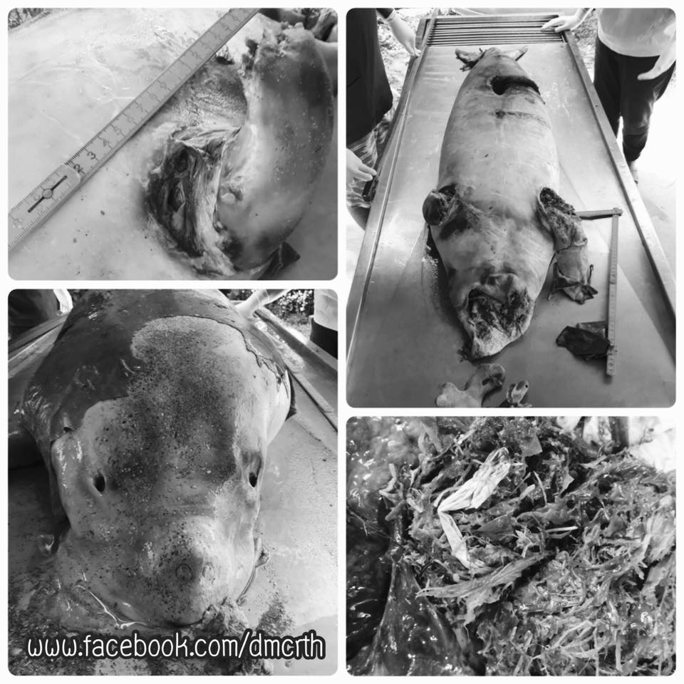 ผลการชันสูตรซากพะยูน ทะเลภูเก็ต