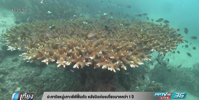 ปะการังหมู่เกาะพีพีฟื้นตัวหลังปิดท่องเที่ยว 1 ปี
