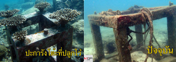 "อาจารย์ภาคมารีนจุฬาฯ" เศร้า ! ปะการังที่เพาะไว้ใต้ทะเลเกาะจานถูกขโมยหมดเกลี้ยง ทั้งที่เป็นเขตทหารเรือ