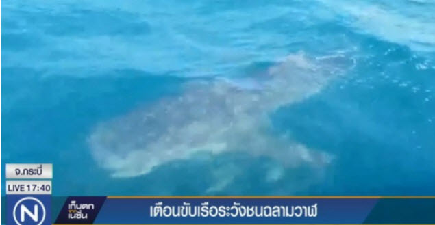 อุทยานฯ ธารโบกขรณี ออกประกาศขับเรือระวังชนฉลามวาฬ