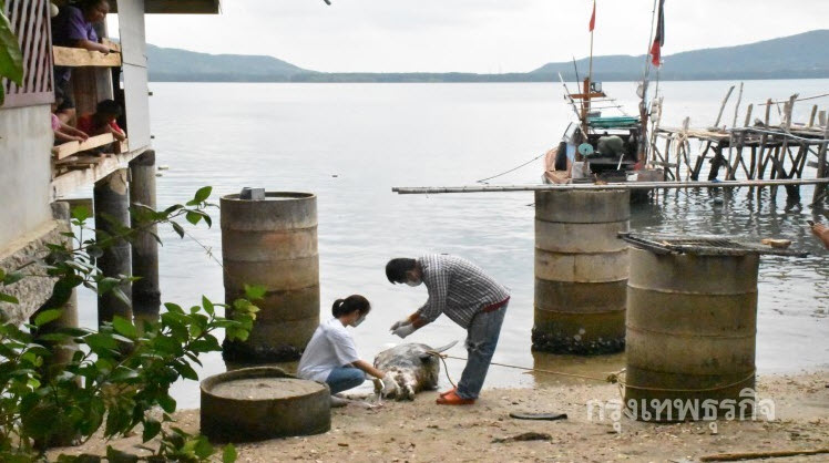 พบซากปลาโลมา กลางอ่าวบ้านหัวแหลม จ.จันทบุรี