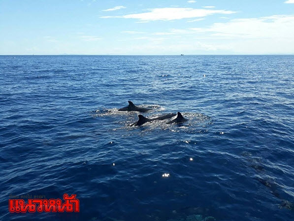 เฮ!ฝูง&rsquo;วาฬเพชฌฆาตดำ&rsquo;โผล่เกาะสุรินทร์ นทท.ชื่นใจทะเลสมบูรณ์ขึ้น