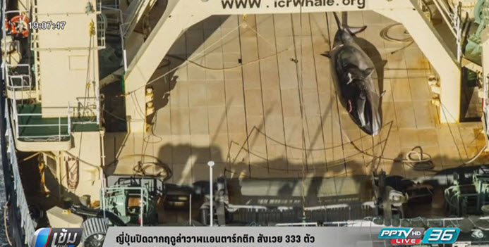 ญี่ปุ่นปิดฉากฤดูล่าวาฬสังเวย 333 ตัว
