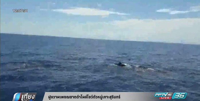 ฝูงวาฬเพชฌฆาตดำโผล่โชว์ตัวหมู่เกาะสุรินทร์