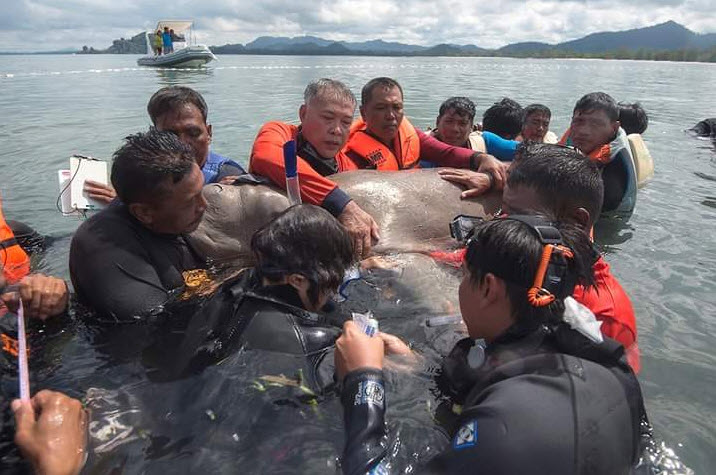 อุทยานเจ้าไหมฯ จ.ตรัง ร่วมกับทีมสัตวแพทย์จุฬาฯ ติดตั้งสัญญาณดาวเทียมติดตามพฤติกรรมพะยูน