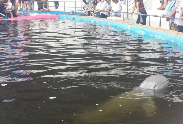 ชาวเน็ตสุดสงสาร-ห่วง "โลมา" ในสวนสัตว์ชื่อดัง หลังเห็นภาพอยู่ในน้ำสีดำปี๋!