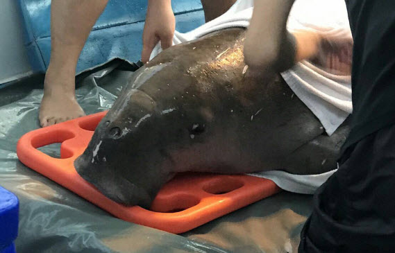 รับแจ้งพบพะยูนเกยตื้น เกาะพีพี