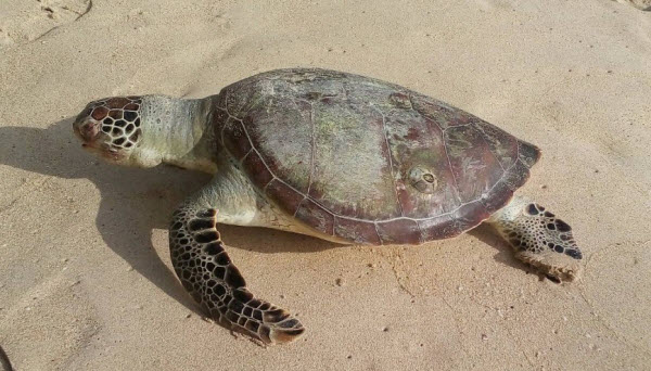 เต่าตนุเกยตื้นตายบริเวณหาดในยาง