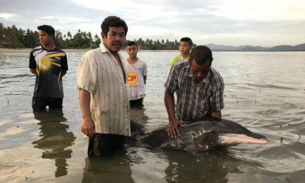 ศ.วิจัยฯ อันดามัน สุดยื้อช่วยชีวิตโลมาฟันห่าง