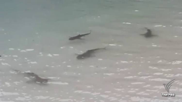 ฝูงฉลามหูดำหากินริมหาดเกาะห้อง จ.กระบี่