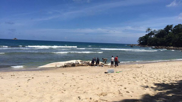 วาฬบรูด้าเกยตื้น หาดในทอน จ.ภูเก็ต