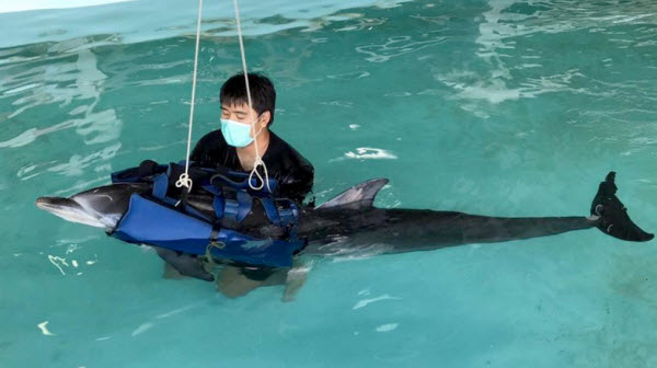 ช่วยโลมาเกยตื้นบริเวณหาดป่าตอง