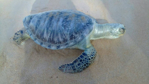 แจ้งพบซากเต่าตนุบริเวณหาดไม้ขาว จ.ภูเก็ต