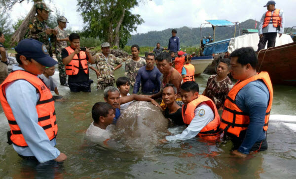 ช่วยพะยูนลอยน้ำผิดปกติท้องที่เกาะลิบง