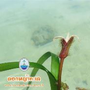 สวัสดี พี่น้องเครือข่ายรักษ์ทะเลไทย