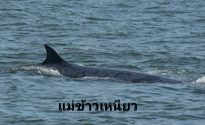 ศ.วิจัยฯ ตอนบน สำรวจสัตว์ทะเลหายากบริเวณอ่าวไทยตอนบน