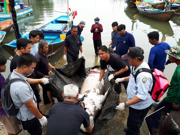 ประมงพื้นบ้านแจ้งพะยูนตายบริเวณชายฝั่งระยอง