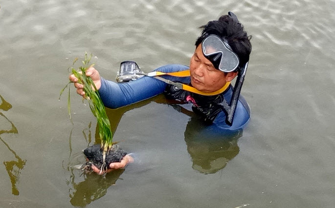ศ.วิจัยฯ ตอนกลาง ติดตามผลการเจริญเติบโตของหญ้าทะเล