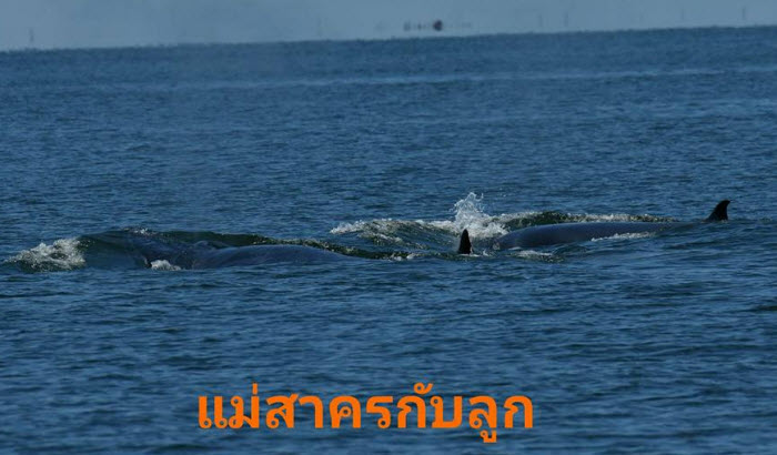 ศูนย์วิจัยฯ ตอนบน สำรวจสัตว์ทะเลหายากพื้นที่ชายฝั่ง จ.เพชรบุรี