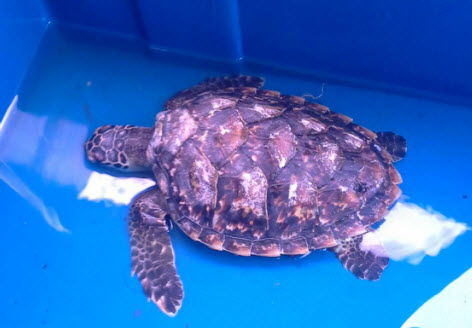 ช่วยเต่าตนุเกยตื้นบริเวณหาดพยูน