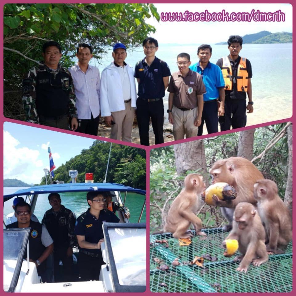 ร่วมด้วยช่วยกันแก้ปัญหาลิงแสมและลิงกัง ภูเก็ต