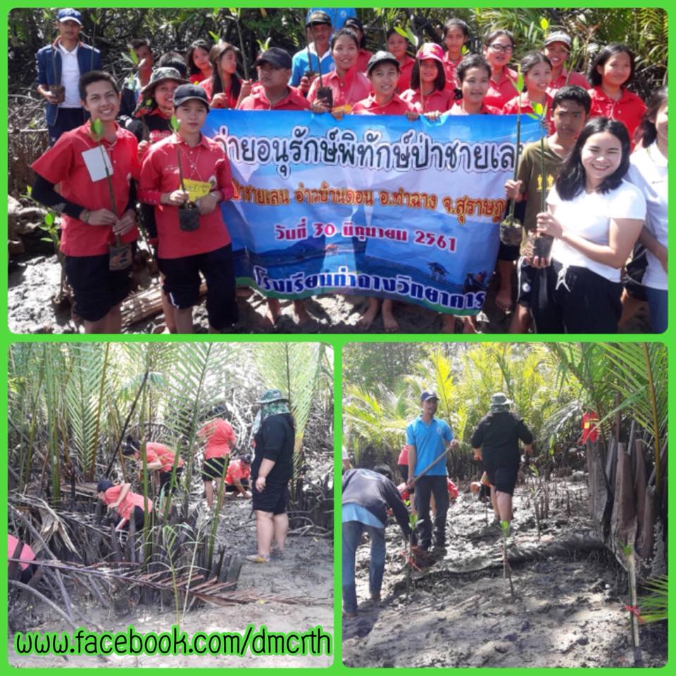 ขยายพื้นที่ ป่าชายเลนคลองท่าฉางสุราษฎร์ธานี