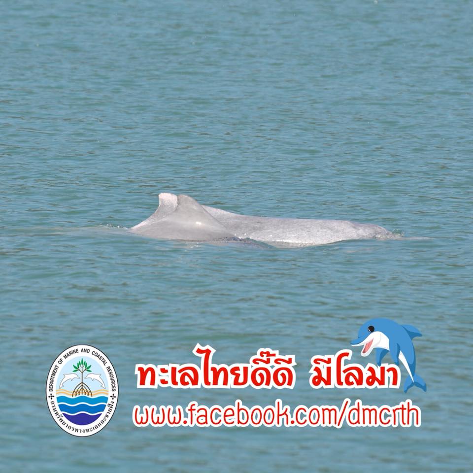 สวัสดี พี่น้องเครือข่ายรักษ์ทะเลไทย