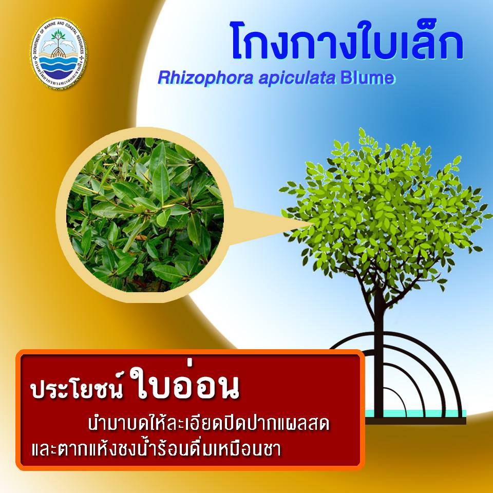 คุณประโยชน์ส่วนต่างๆ ของต้นโกงกางใบเล็ก