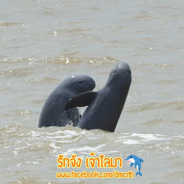 สวัสดี พี่น้องเครือข่ายรักษ์ทะเลไทย
