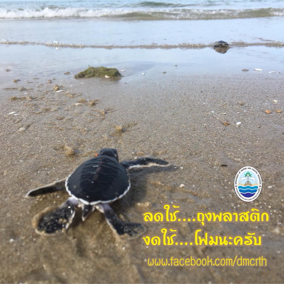 สวัสดี พี่น้องเครือข่ายรักษ์ทะเลไทย