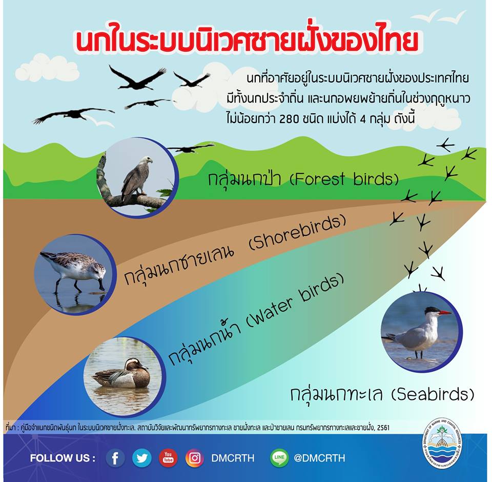รู้จักแล้วจะรัก นกในระบบนิเวศชายฝั่งทะเลไทย
