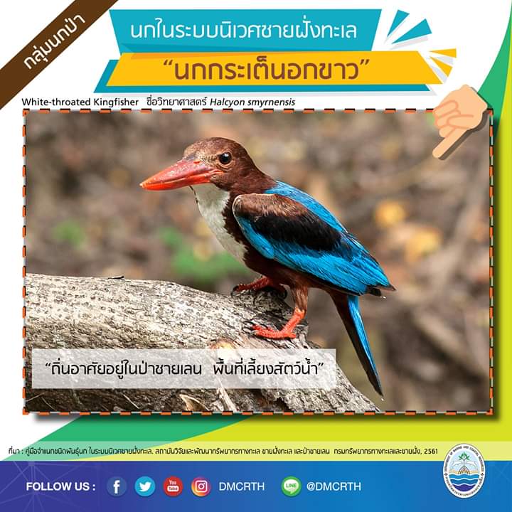 รู้จักแล้วจะรัก นกในระบบนิเวศชายฝั่งทะเลไทย