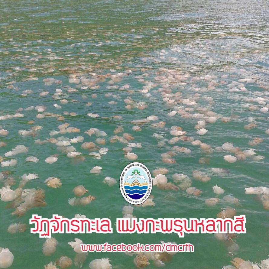 สวัสดี พี่น้องเครือข่ายรักษ์ทะเลไทย