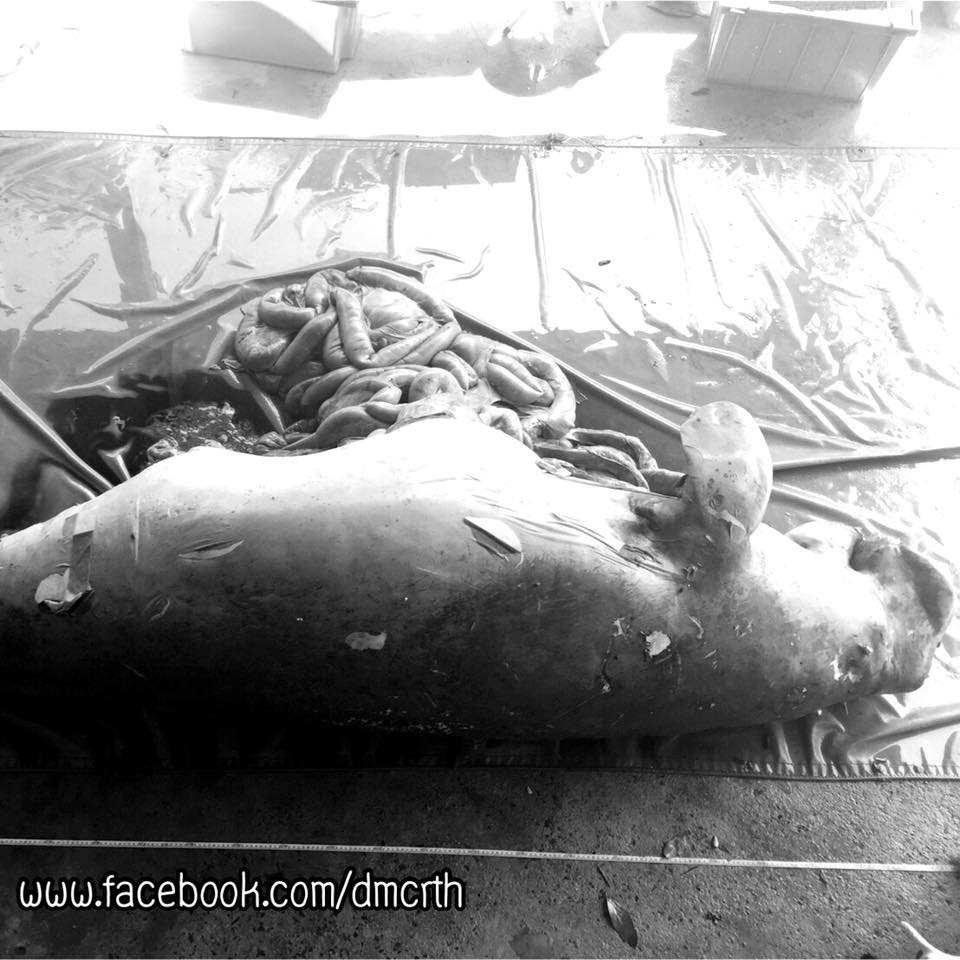ผลการชันสูตรซากพะยูน เกยตื้นหาดทุ่งทะเล กระบี่
