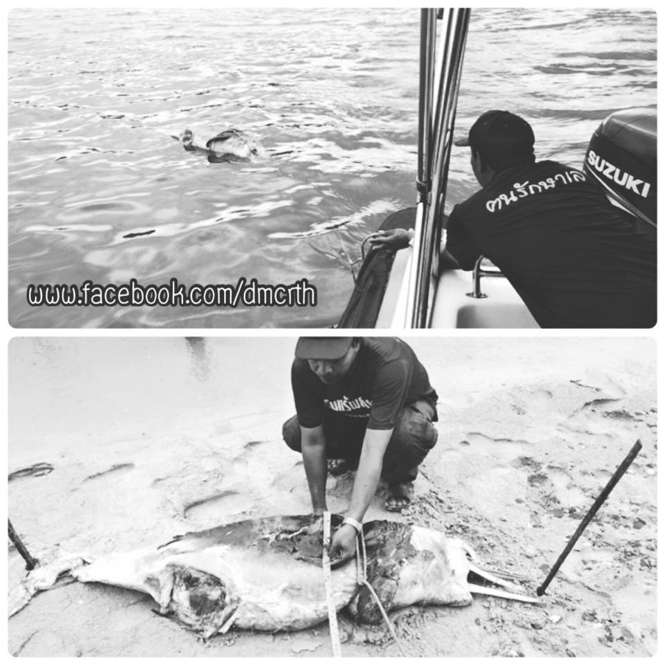 สุดเศร้า...พบซากลูกโลมาหลังโหนก ทะเลตรัง