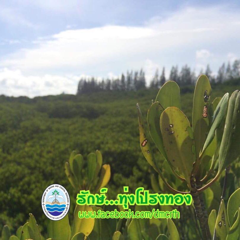 สวัสดี พี่น้องเครือข่ายรักษ์ทะเลไทย