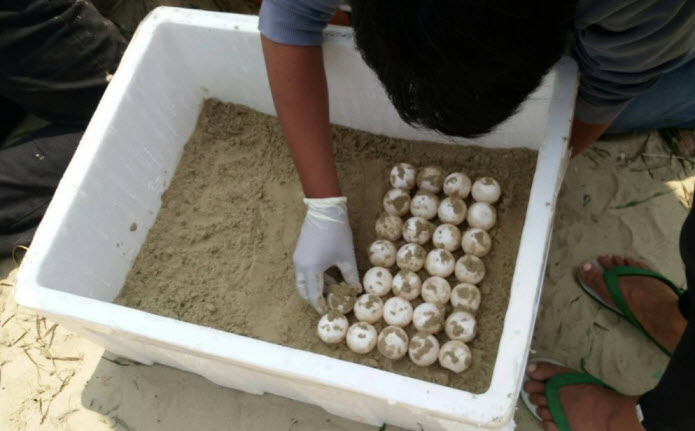 เต่าทะเลวางไข่ริมหาดสามร้อยยอดในรอบ 30 ปี