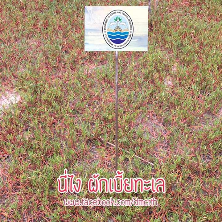 สวัสดี พี่น้องเครือข่ายรักษ์ทะเลไทย