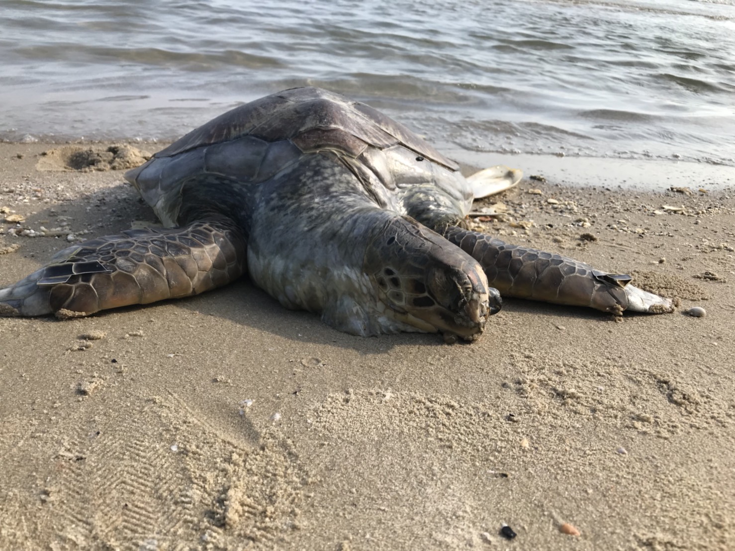 เต่าตนุเกยตื้นบริเวณชายหาดแหลมแม่พิมพ์